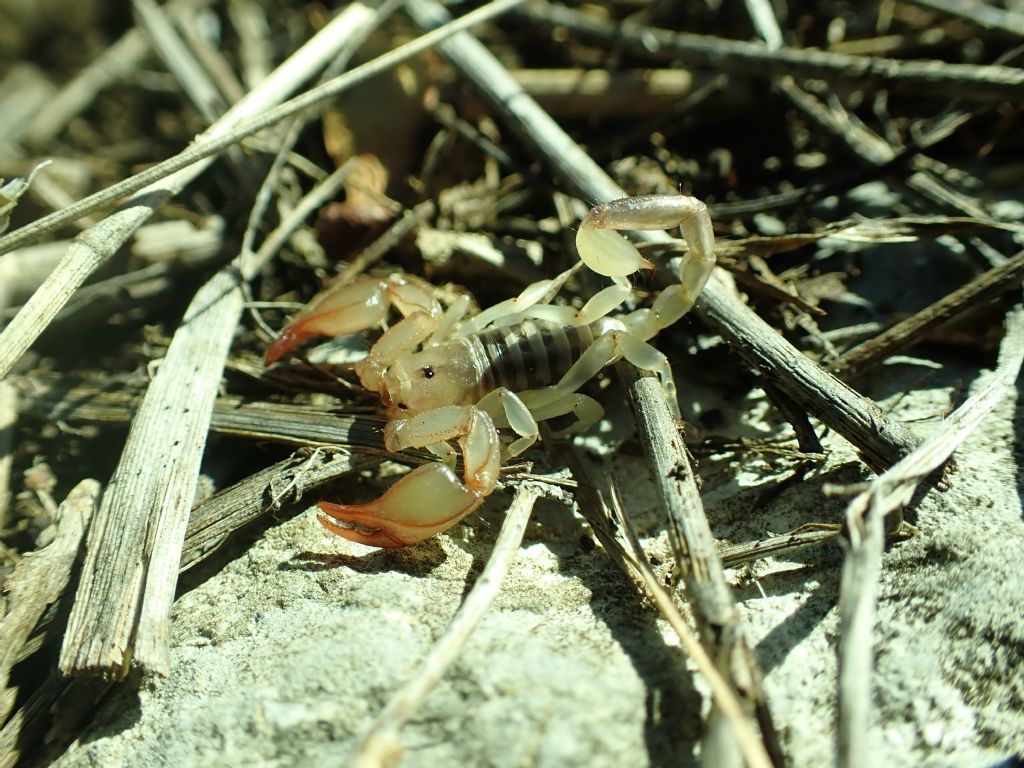 Euscorpius cf. tergestinus dal Carso Goriziano